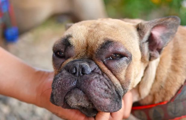 Tổng hợp 15 triệu chứng chó bị dị ứng và cách điều trị