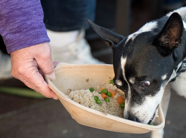 Chế biến thức ăn cho bé chó hàng ngày