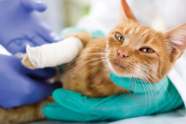 Mèo bị thương: Cách rửa vết thương cho mèo
