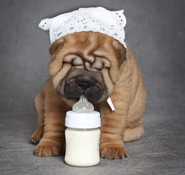 Chó mẹ ít sữa nên cho ăn gì? Sau khi sinh ngoài bổ sung các nhóm dưỡng chất, các bạn cũng nên cung cấp thêm lượng sữa cho chó mẹ 