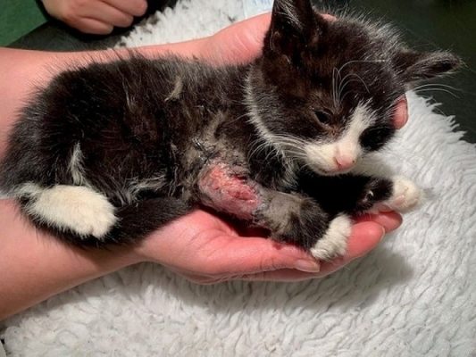 Mèo bị thương: Cách rửa vết thương cho mèo