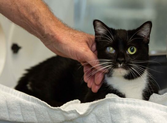 Mèo Bị Đau Mắt, Sưng Mắt | Nguyên Nhân Và Cách Điều Trị