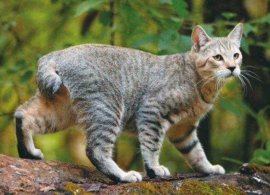 Những điều cần biết về mèo cụt đuôi | Top 7 mèo đuôi cụt đẹp nhất