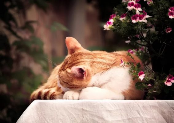 10 Dấu hiệu mèo sắp chết | Các biểu hiện dễ nhận biết