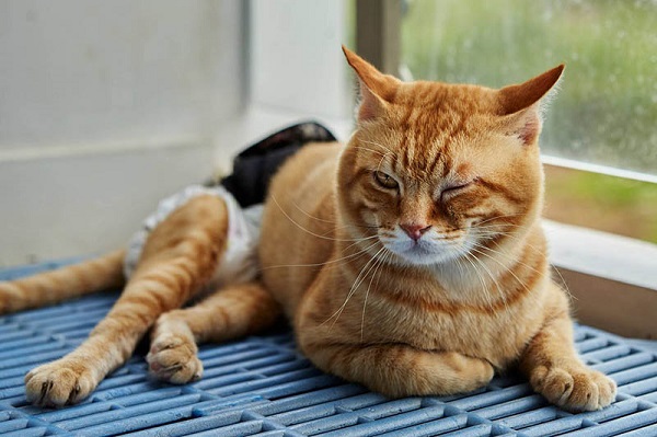 Mèo Bị Gãy Chân Có Tự Lành Được Không? Cách Sơ Cứu Nhanh