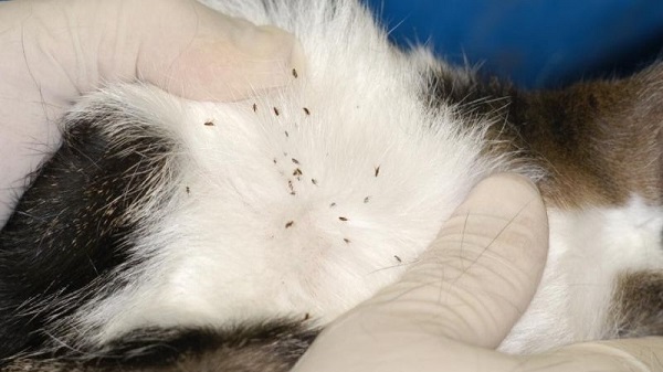 Rận chó từ đâu ra? Rận chó có lây sang người không?