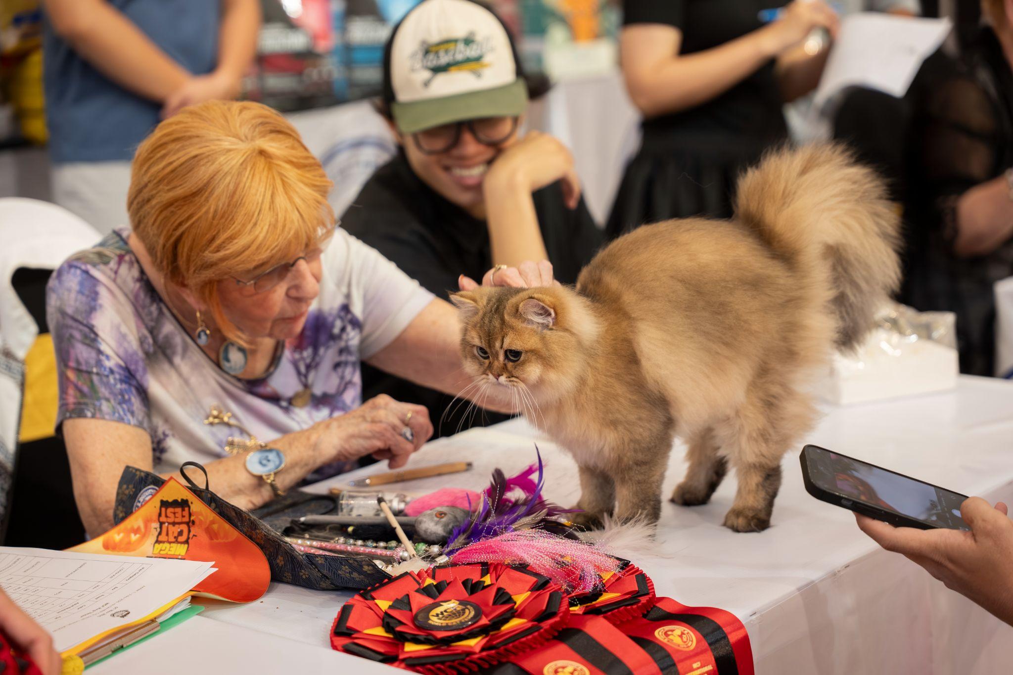 Sức hút “bạc tỷ” từ nuôi mèo quý tộc và cuộc đua đầu tư của các thương hiệu lớn - 4