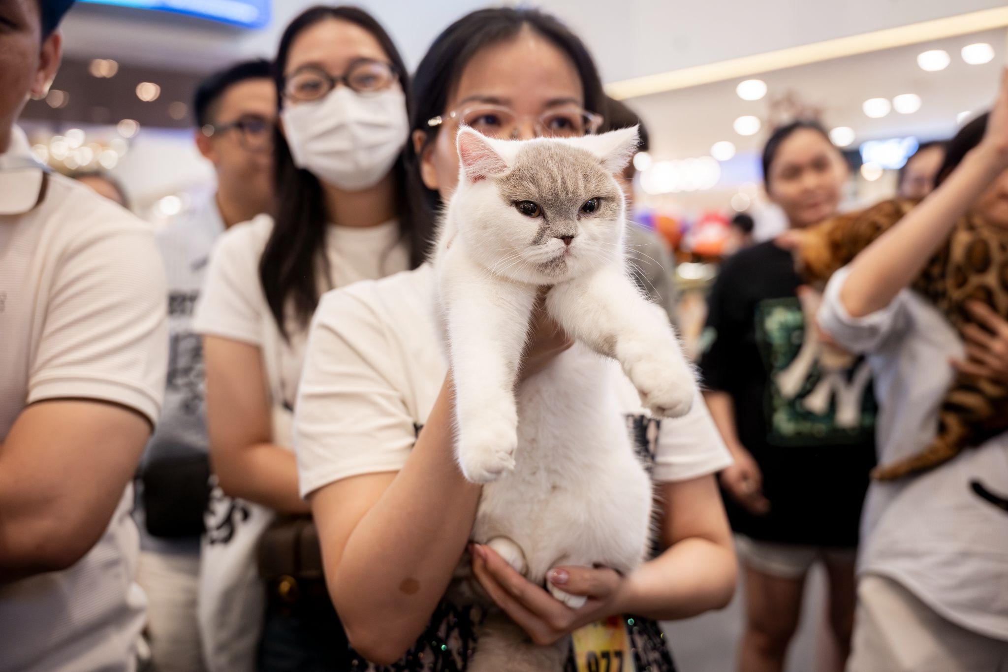 &nbsp;Dàn “thí sinh” của Cuộc thi WCF International Jubilee cat show 2025.